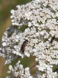 Hylaeus variegatus (cfr.)